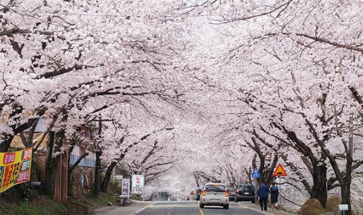 Tempat-Wisata-Di-Korea-Selatan-Saat-Musim-Semi-Hadong-Ssanggyesa-Temple-Simni-Cherry-Blossom-Road