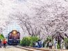 Tempat-Wisata-Di-Korea-Selatan-Saat-Musim-Semi-Jinhae-Cherry-Blossom-Tunnel