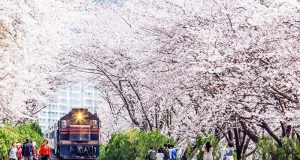 Tempat-Wisata-Di-Korea-Selatan-Saat-Musim-Semi-Jinhae-Cherry-Blossom-Tunnel