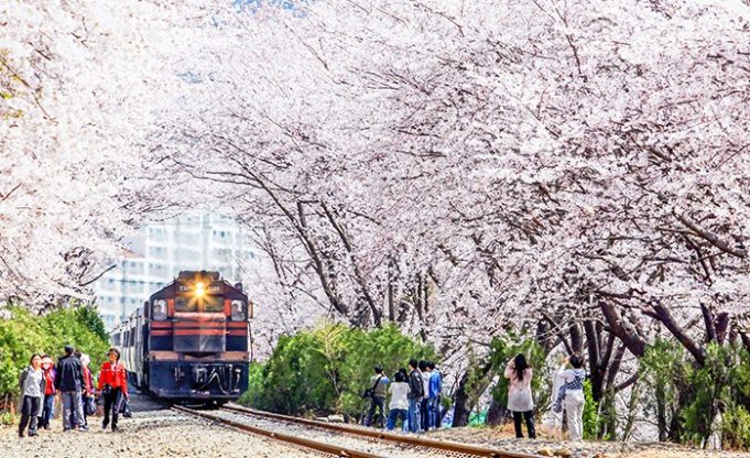  Tempat  Wisata  Di  Korea  Selatan  Saat  Musim  Semi BeritaMU 