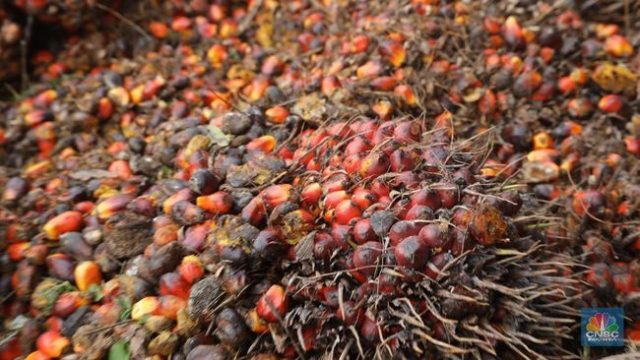 Astra Agro Cetak Laba Semester I Rp 649 M, Ini Pemicunya!