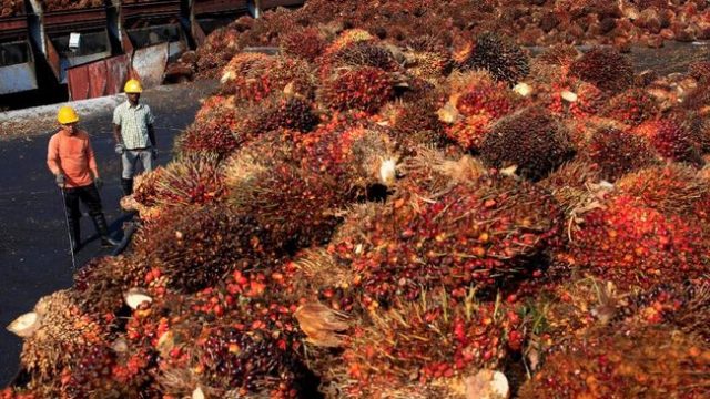 Harga CPO Melonjak 1,65%, Ekspor dan APBN Bakal Tertolong