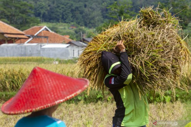 BPS: Upah nominal buruh tani naik tipis, jadi Rp56.829 pada