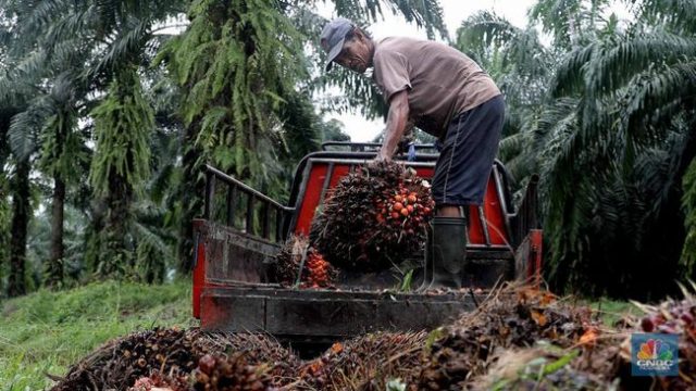 Harga CPO Naik Siang Ini, Tapi Masa Depannya Tak Pasti