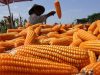 Asosiasi Peternak Minta Pemerintah Stok Cadangan Jagung 500 Ribu Ton