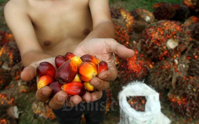 Pekerja menata kelapa sawit saat panen di kawasan Kemang, Kabupaten Bogor, Minggu (30/8/2020). Badan Litbang Kementerian ESDM memulai kajian kelayakan pemanfaatan minyak nabati murni (crude palm oil/CPO) untuk pembangkit listrik tenaga diesel (PLTD) hingga Desember 2020. Bisnis - Arief Hermawan P