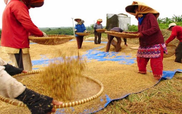 Para petani memilah gabah hasil panen di desa Dawuan, Subang. -  Antara / Arief Luqman Hakim