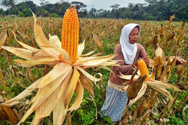 Petani memanen jagung untuk pakan ternak ayam di Dusun Guha, Kabupaten Ciamis, Jawa Barat, Selasa (18/7). - ANTARA/Adeng Bustomi