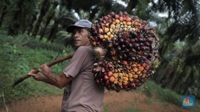 Ada Ramalan Ngeri Soal Sawit, Harga Bisa Ambrol 12% Lebih!