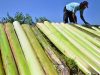 Foto pelepah pisang -  Antara
