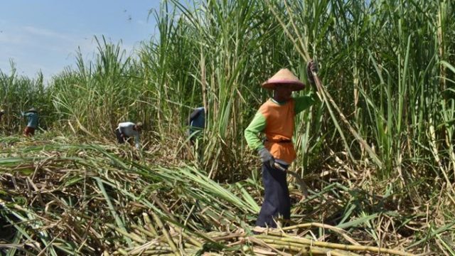 petani-tebu-swasembada-tebu.jpg