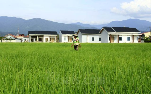 Seorang petani tengah berada di sawah di Sungai Sariak, Kecamatan Kuranji, Kota Padang, Sumatra Barat. Di kawasan pertanian padi ini banyak tumbuh pembangunan rumah baru yang dapat berdampak pada penyusutan luas lahan tanam padi. - Bisnis/Noli Hendrarn