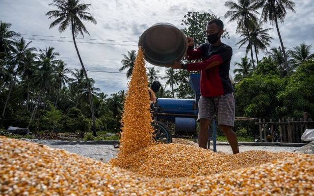 Pekerja mengeringkan jagung yang baru dipipil di Desa Balongga, Sigi, Sulawesi Tengah, Senin (6/9/2021). Kementerian Koordinator Bidang Perekonomian mencatat, realisasi Kredit Usaha Rakyat (KUR) secara nasional khusus untuk sektor pertanian jagung hingga akhir Agustus 2021 telah mencapai Rp1,76 triliun yang disalurkan kepada 72.070 debitur. ANTARA FOTO - Basri Marzuki