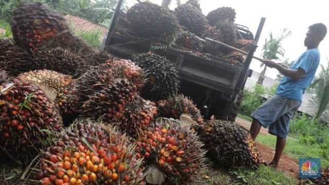 Tanggul Jebol! Kenaikan Harga CPO Tak Terbendung Lagi...