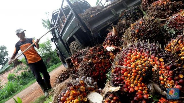 Harga CPO Stagnan! Gimana Nggak Stagnan, Wong Bursanya Libur Harga CPO Stagnan! Gimana Nggak Stagnan, Wong Bursanya Libur