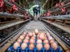 Peternak memanen telur ayam di peternakan kawasan Pakansari, Bogor, Jawa Barat, Kamis (13/2/2020). Pemerintah resmi menaikkan harga acuan daging dan telur ayam ras untuk mengimbangi penyesuaian tingkat harga di pasar yakni harga telur ayam di tingkat peternak dinaikkan dari Rp18 ribu-Rp20 ribu per kg menjadi Rp19 ribu-Rp21 ribu per kg sedangkan daging ayam ras dinaikkan dari Rp18 ribu-Rp19 ribu per kg menjadi Rp19 ribu-Rp20 ribu per kg. ANTARA FOTO - Yulius Satria Wijaya