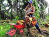 Pekerja memuat tandan buah segar (TBS) kelapa sawit, di Petajen, Batanghari, Jambi, Jumat (11/12/2020).  ANTARA FOTO - Wahdi Septiawan