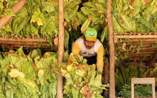 Pekerja memasukan daun tembakau hasil panen ke dalam gudang di Sidowangi Wongsorejo, Banyuwangi, Jawa Timur, Senin (21/9/2020). Petani setempat mengaku terpaksa menyimpan hasil panen di gudangnya dikarenakan harga tembakau turun dan kesulitan menjual hasil panennya karena tidak ada permintaan dari pabrik.  - ANTARA