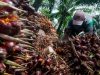 Pekerja memanen kelapa sawit di Desa Rangkasbitung Timur, Lebak, Banten, Selasa (22/9/2020). ANTARA FOTO - Muhammad Bagus Khoirunas