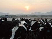 Bujet Awal Rp 1,9 T, Gegara Pandemi Japfa Pangkas Capex