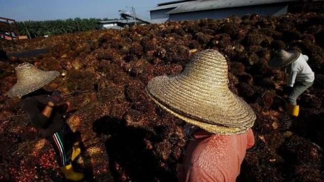 Laba Sampoerna Agro Q3 Meroket Nyaris 3.000%, kok Bisa?