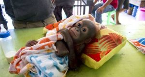Dari Cendrawasih Sampai Gading Gajah, Berikut Ini Satwa Nusantara yang Diperdagangkan Secara Liar!
