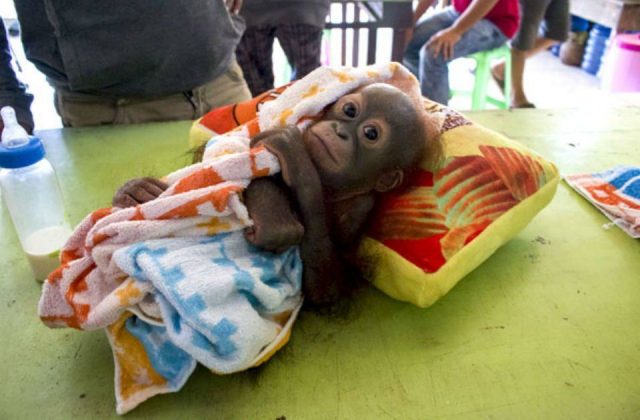 Dari Cendrawasih Sampai Gading Gajah, Berikut Ini Satwa Nusantara yang Diperdagangkan Secara Liar!