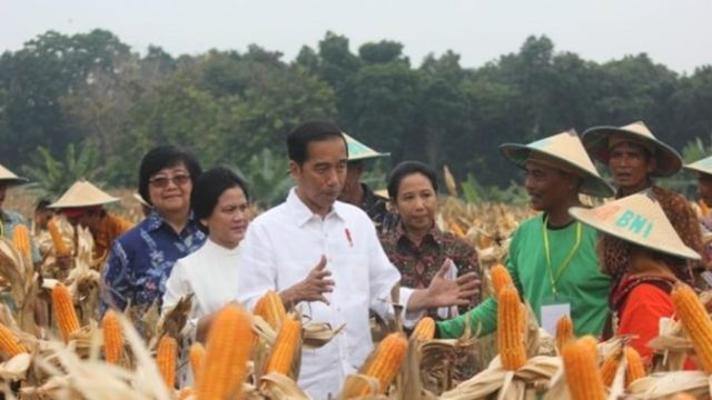 jokowi-jagung.jpg