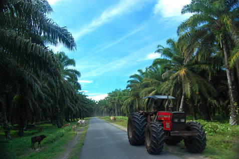 Kebun sawit