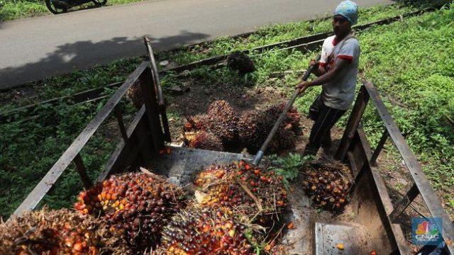 Saham CPO Sempat Tumbang & ARB, Bakal Lanjut Hari Ini?