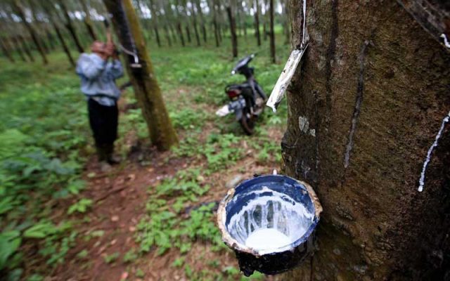 Buruh mengumpulkan hasil sadapan getah karet ke atas truk di perkebunan karet Pasir Ucing, Cipeundeuy, Kabupaten Bandung Barat, Jawa Barat, Senin (1/2/2021). Bisnis - Rachman