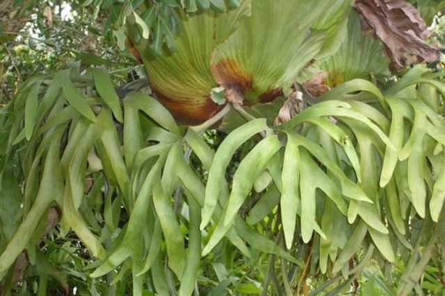 Manfaat-Tanduk-Rusa-Bagi-Kesehatan.jpg