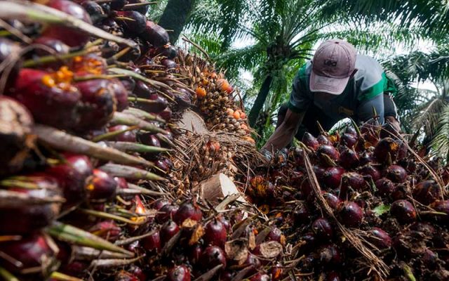 Pekerja memanen kelapa sawit di Desa Rangkasbitung Timur, Lebak, Banten, Selasa (22/9/2020). ANTARA FOTO - Muhammad Bagus Khoirunas