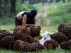 Pekerja menata kelapa sawit saat panen di kawasan Kemang, Kabupaten Bogor, Minggu (30/8/2020). Badan Litbang Kementerian ESDM memulai kajian kelayakan pemanfaatan minyak nabati murni (crude palm oil/CPO) untuk pembangkit listrik tenaga diesel (PLTD) hingga Desember 2020. Bisnis - Arief Hermawan P