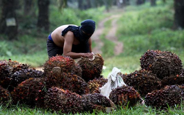 Pekerja menata kelapa sawit saat panen di kawasan Kemang, Kabupaten Bogor, Minggu (30/8/2020). Badan Litbang Kementerian ESDM memulai kajian kelayakan pemanfaatan minyak nabati murni (crude palm oil/CPO) untuk pembangkit listrik tenaga diesel (PLTD) hingga Desember 2020. Bisnis - Arief Hermawan P