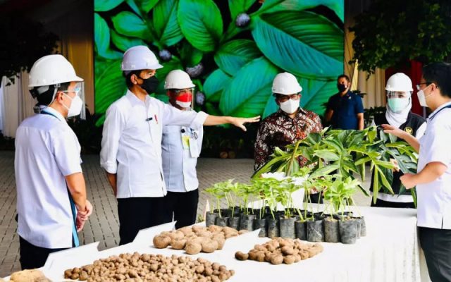 Presiden Jokowi didampingi Gubernur Jatim Khofifah dan Bupati Madiun Ahmad Dawami serta pejabat lainnya saat melakukan kunjungan kerja ke pabrik pengolahan porang PT Asia Prima Konjac di Desa Kuwu, Kecamatan Balerejo, Kabupaten Madiun, Jatim, Kamis (19/8/2021). ANTARA - HO/Humas Kabupaten Madiun