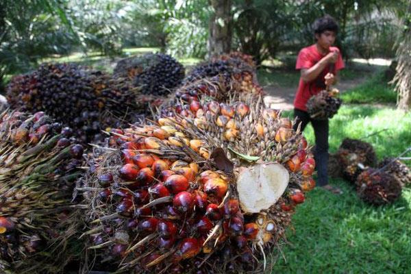 Pemerintah mencabut izin tambang dan perkebunan perusahaan dan menawarkan kepada masyarakat untuk mengelola aset. - ilustrasi