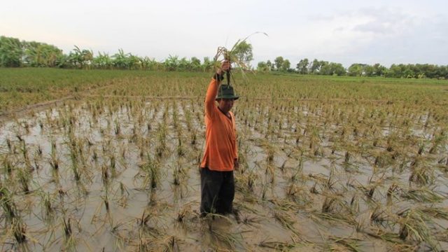 kementan-gagal-panen.jpg