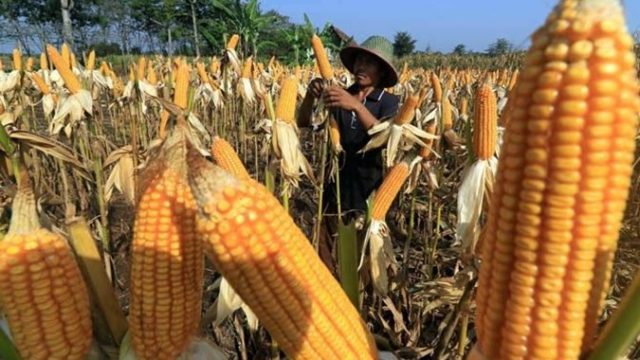 jagung.jpg