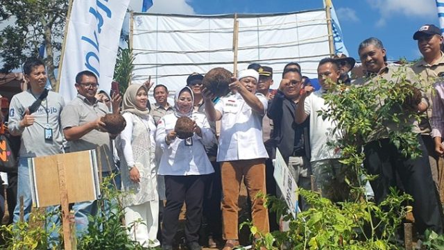 direktur-pembiayaan-pertanian-indah-megahwati-panen-porang-di-garut.jpeg