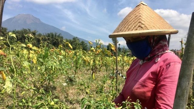 kebun-cabai-rawit_temanggungkab-go-id.jpg