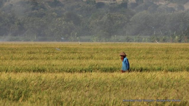 sawah-1.jpg