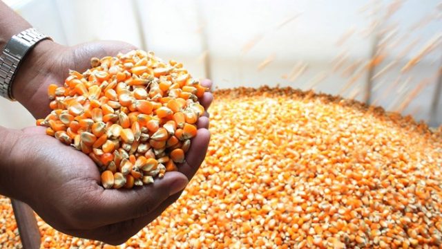 jagung-sphp.jpg