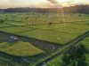 Targetkan Cetak Sawah 400 Ribu Hektar, Pemerintah Siapkan Anggaran Rp10 Triliun