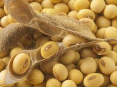 Kolaborasi Kementan-TNI AL Garap Lahan 10 Ribu Hektar Untuk Swasembada Kedelai